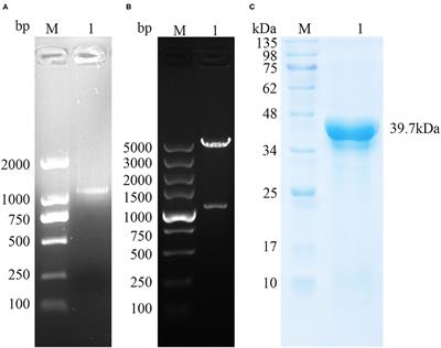 A Novel Vaccine Candidate: Recombinant Toxoplasma gondii Perforin-Like Protein 2 Stimulates Partial Protective Immunity Against Toxoplasmosis